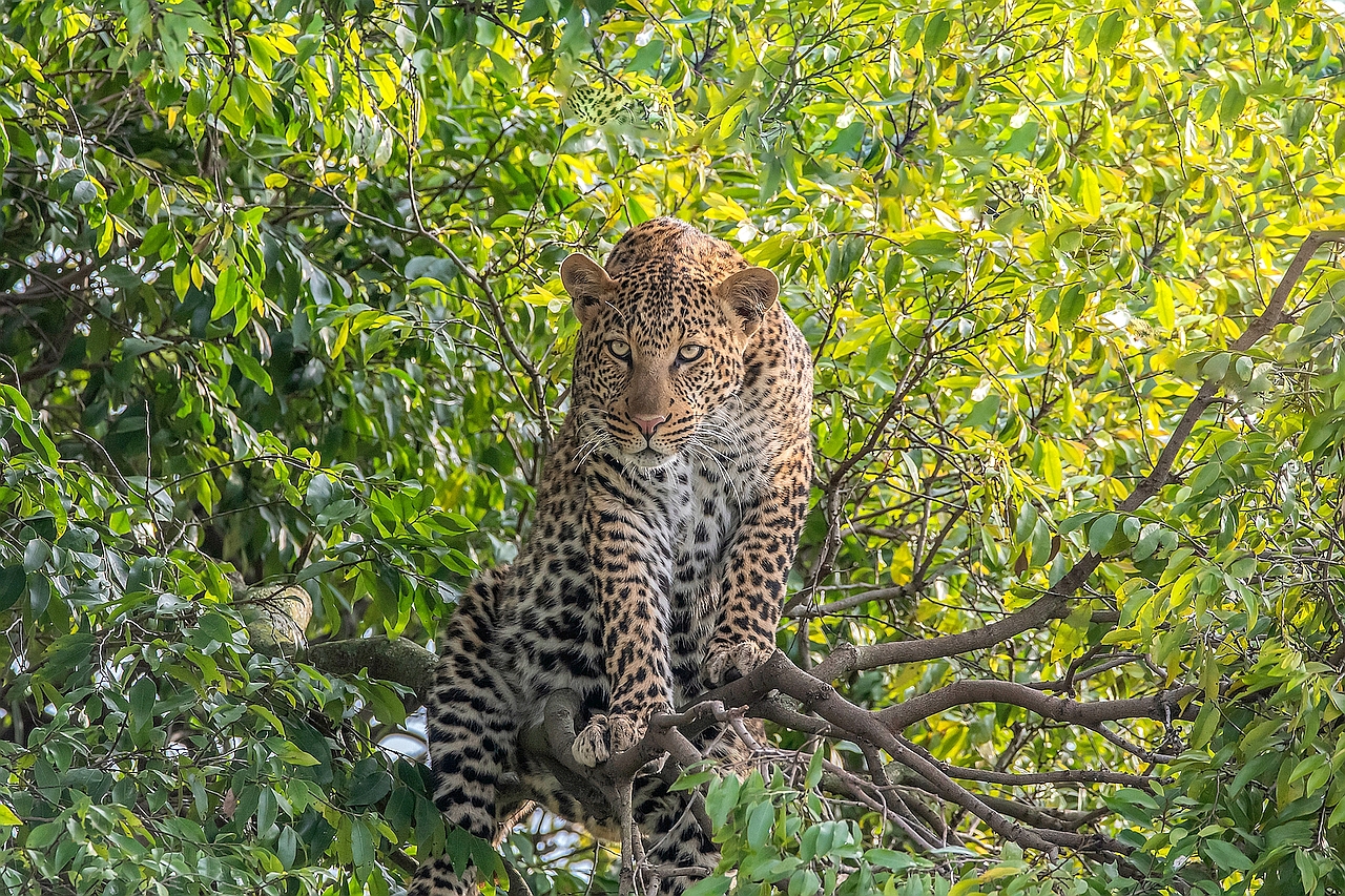 25 P Olomunyak - Sylvia Schwed